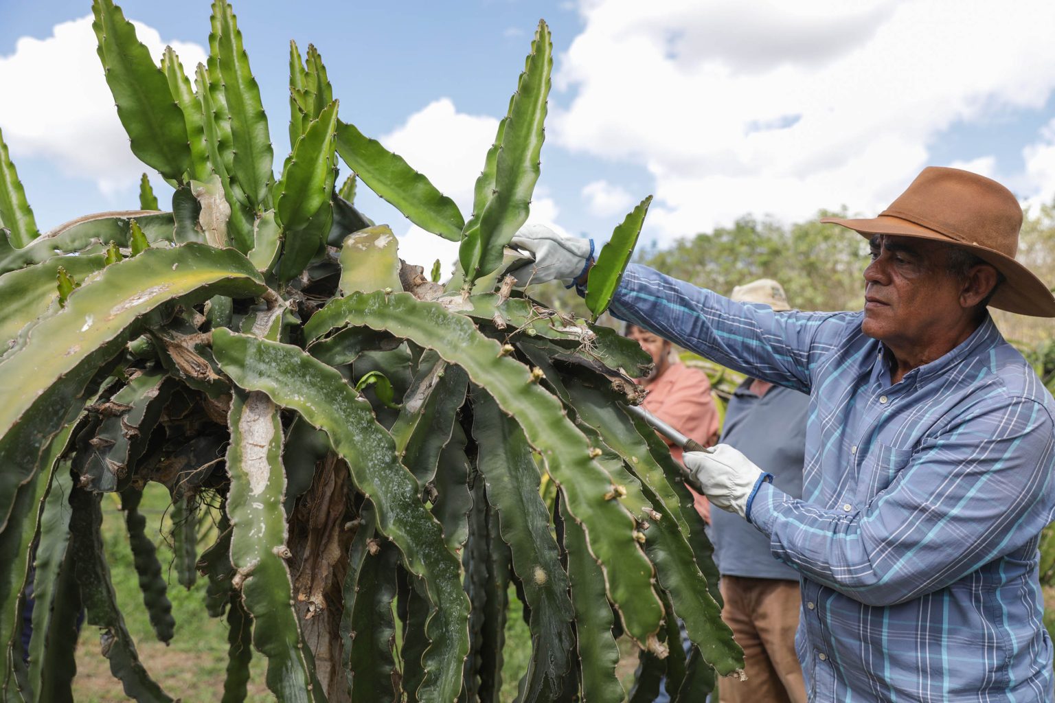 Produtores do Distrito Federal participam de oficina para aperfeiçoar cultivo de pitaya