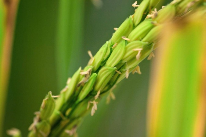 Cientistas modificam geneticamente plantas de arroz para melhorar fotossíntese