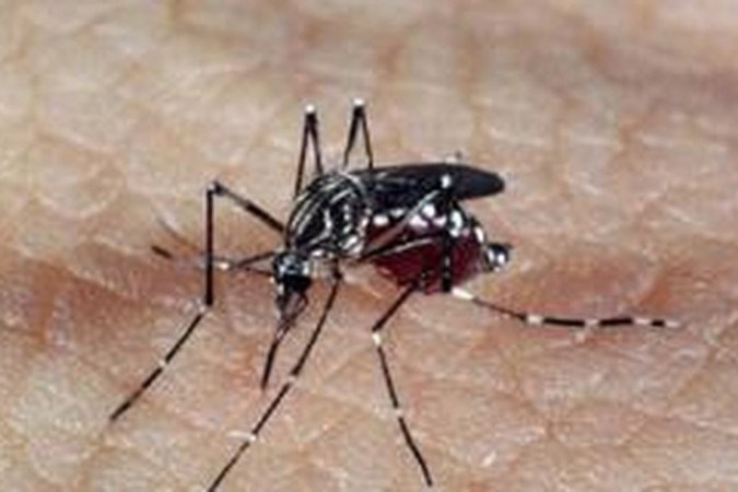 10 mitos e verdades sobre a dengue