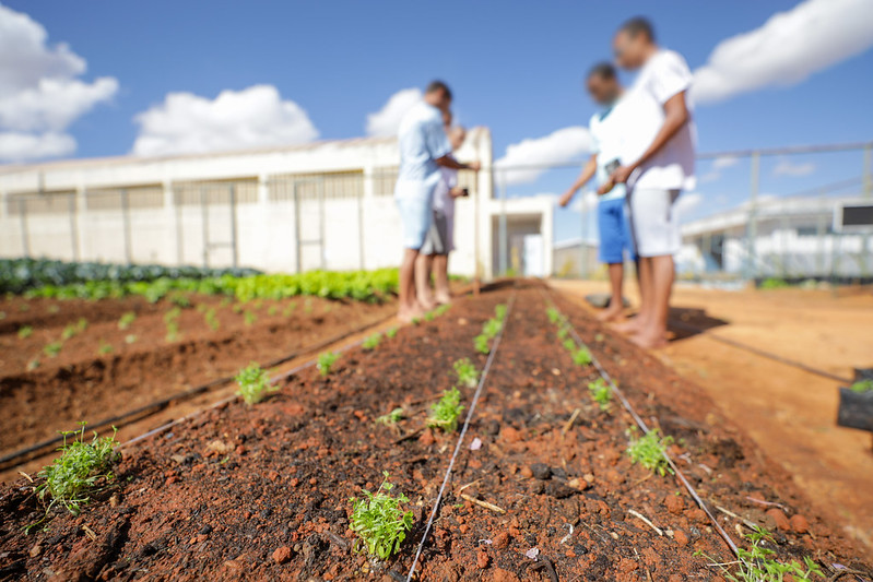 Programas de agricultura urbana dão suporte a hortas agroecológicas e comunitárias