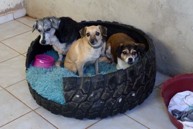 Conheça ONGs do DF que acolhem animais abandonados e promovem adoções