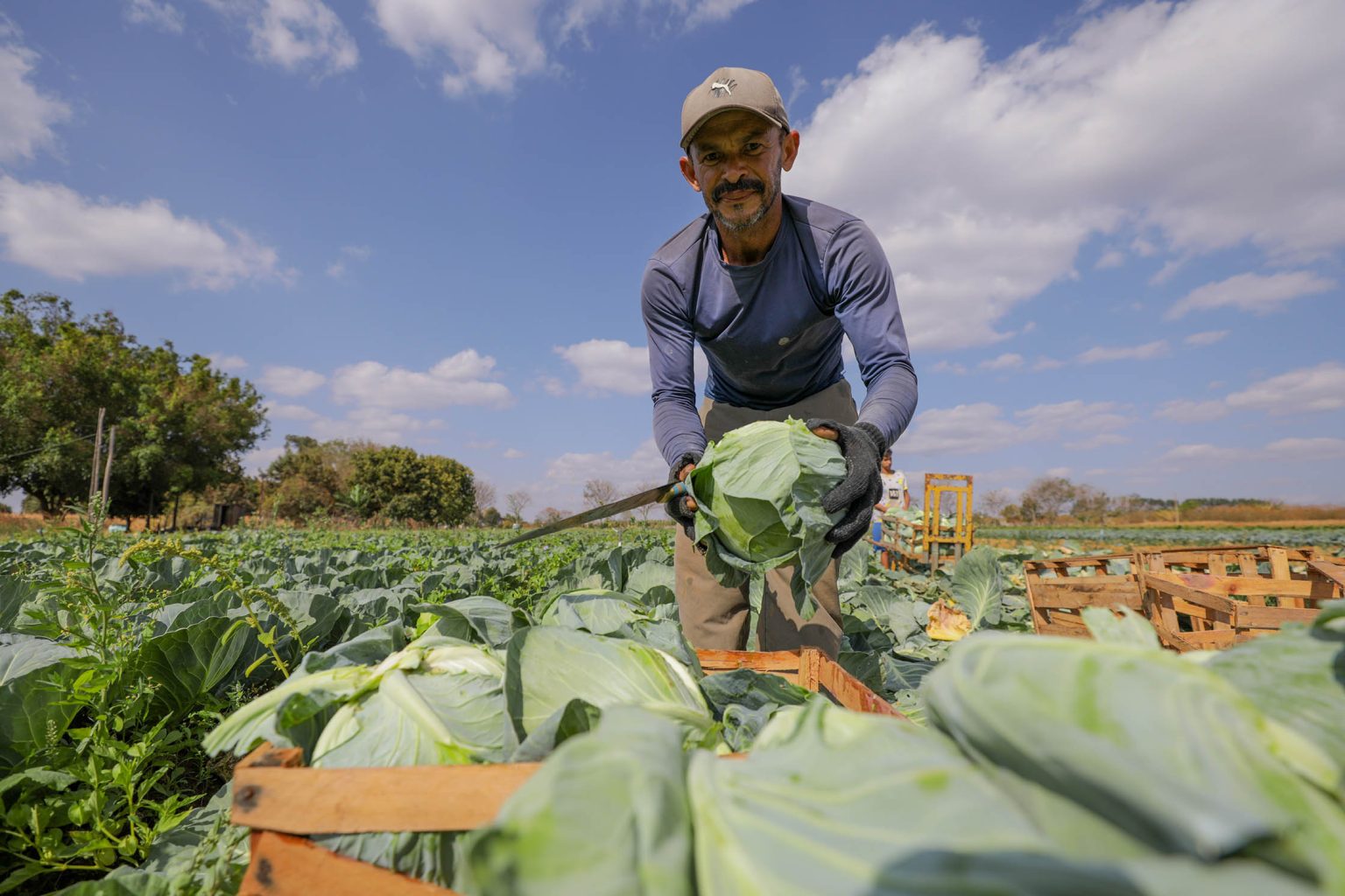 DF fará maior compra de alimentos da agricultura familiar para escolas da história