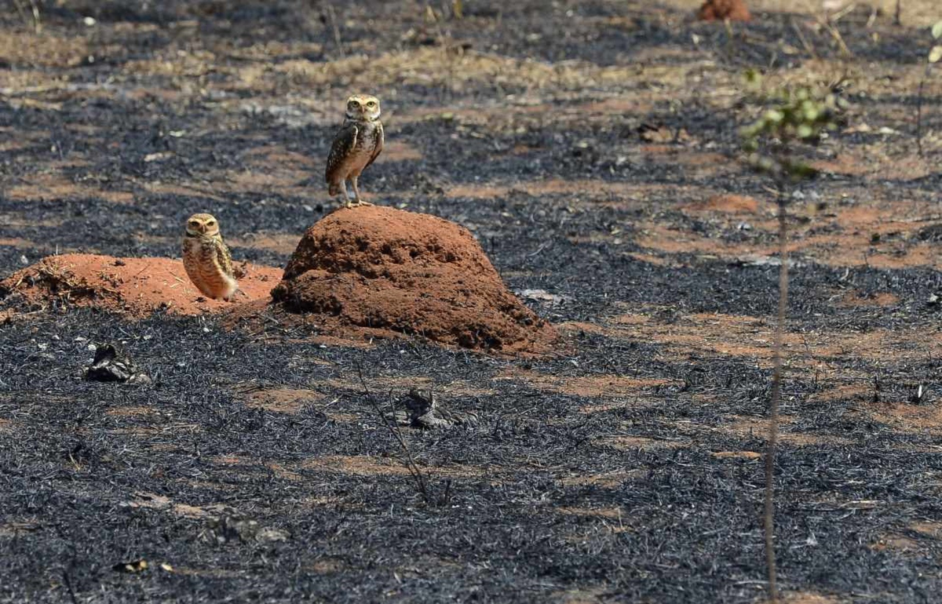 Incêndio na Floresta Nacional de Brasília deixa rastro de destruição