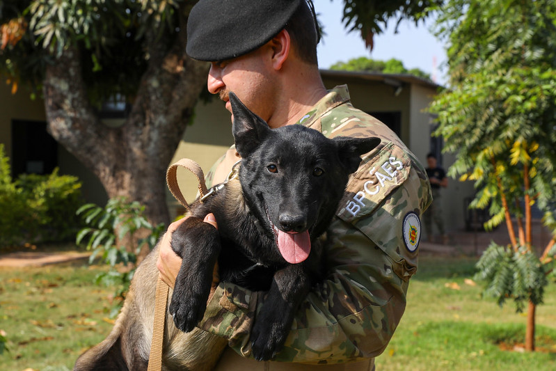 BPCães treina 20 caninos para atividades policiais, incluindo dois novos filhotes