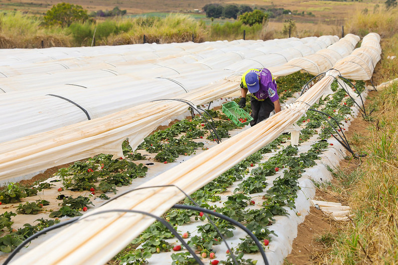 Temporada do morango em Brazlândia impulsiona produção e economia do DF