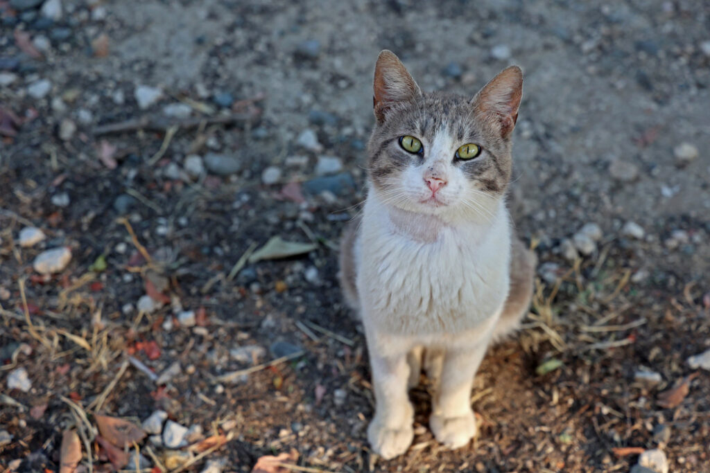 Homem é mordido por gato e contrai bactéria desconhecida