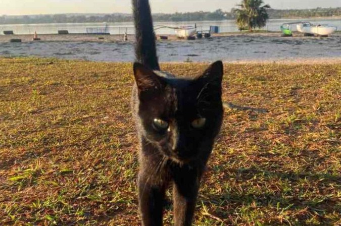 Adoção comunitária garante bem-estar de pets de rua