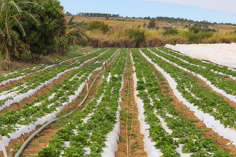 GDF investe R$ 23 milhões em produtos da agricultura familiar para merenda