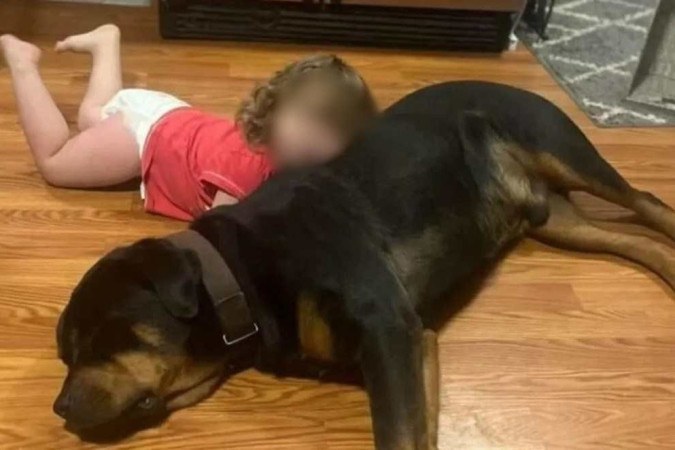 Menina se perde em mata, é seguida por cães e encontrada dormindo com os pets