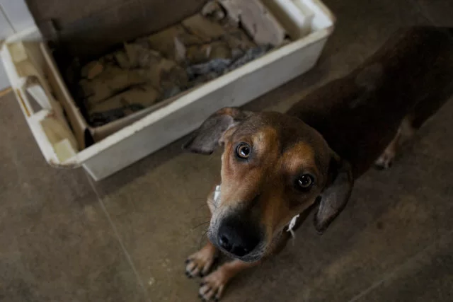 Guarda compartilhada de animais pode virar lei