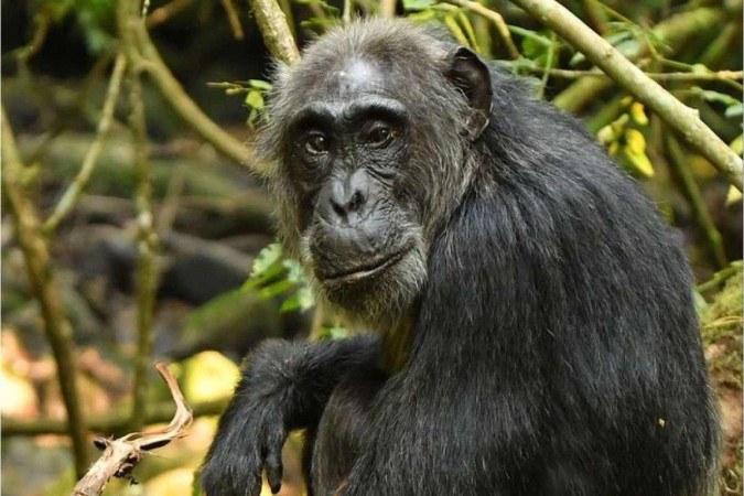 Chimpanzés também entram na menopausa, indica estudo