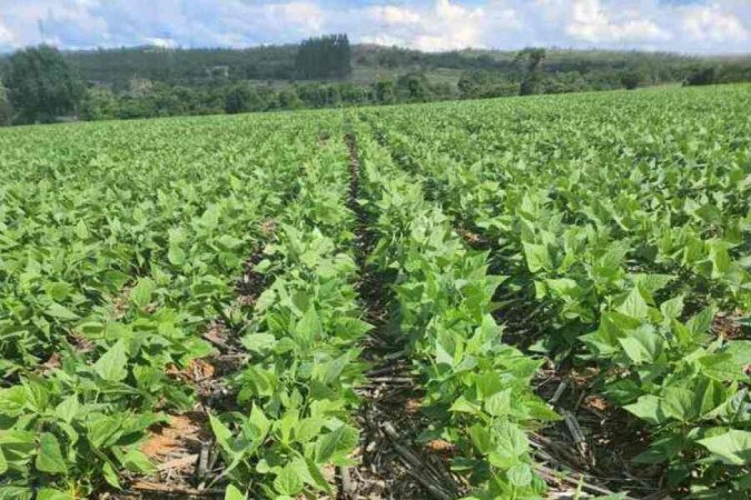 Programa do GDF reduz em até 80% o ICMS de produtos agropecuários