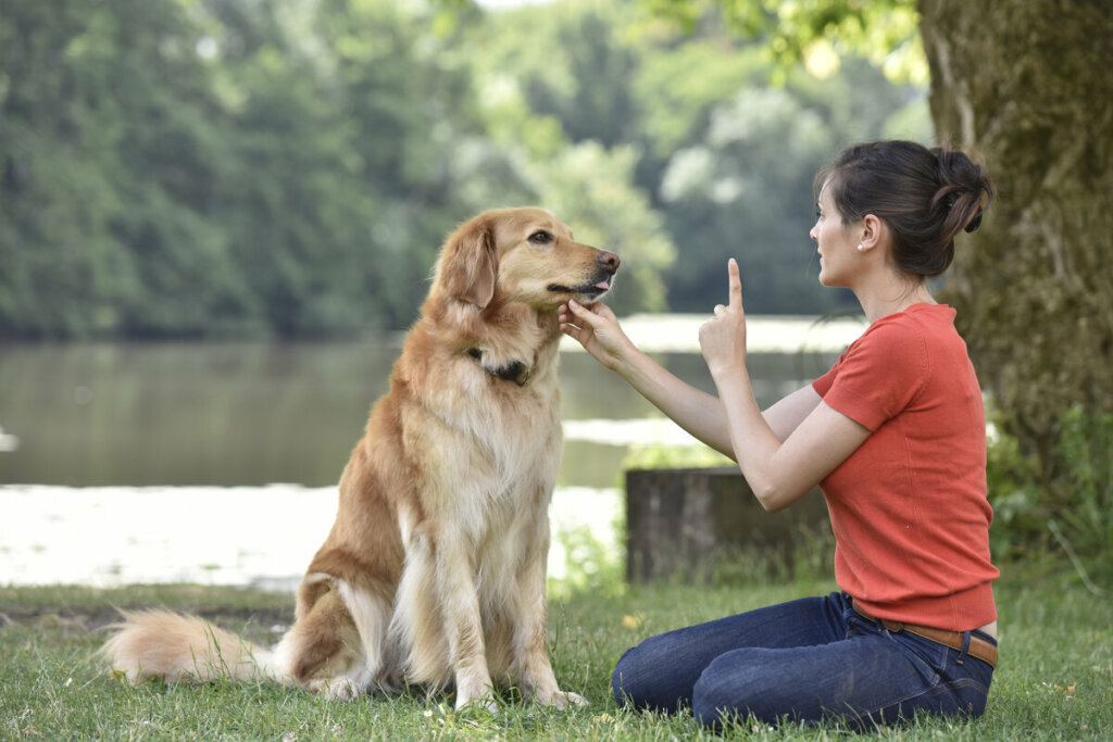 Confira 10 dicas para proteger o seu cachorro do barulho dos fogos