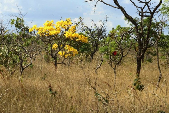 Combater o desmatamento no Cerrado requer um esforço global