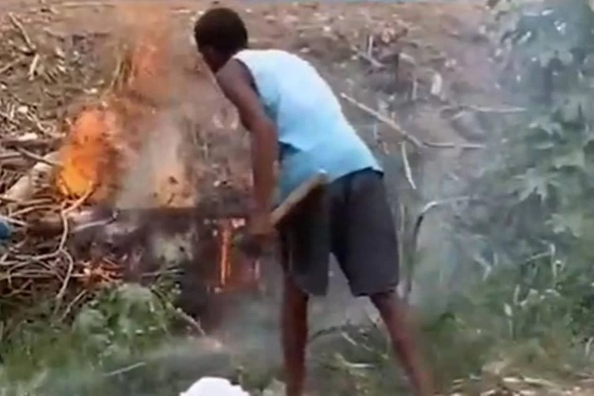 Homem ateia fogo a cadela e sete filhotes