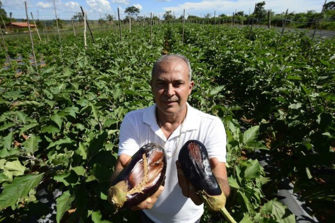 Chuvas afetam produção de hortaliças no Distrito Federal