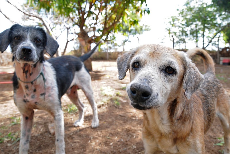 Nova campanha Pet Sangue Bom estimula bancos de sangue veterinários