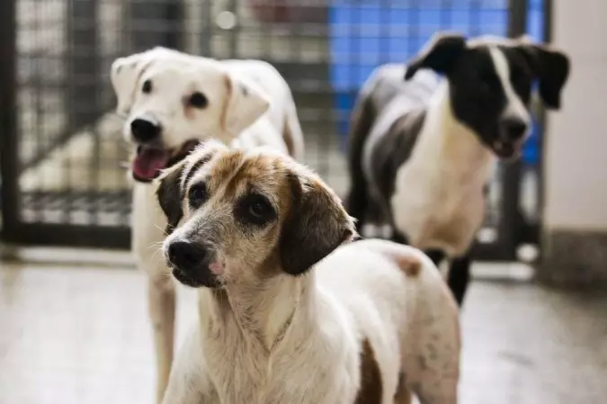 Canibalismo: cães se alimentam de cachorro morto após abandono em SP