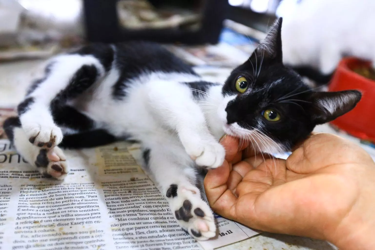 Inscrições para castração gratuita de gatas começam na quinta 01/02