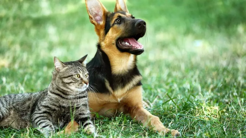 Publicada portaria com regras do programa de castração de cães e gatos