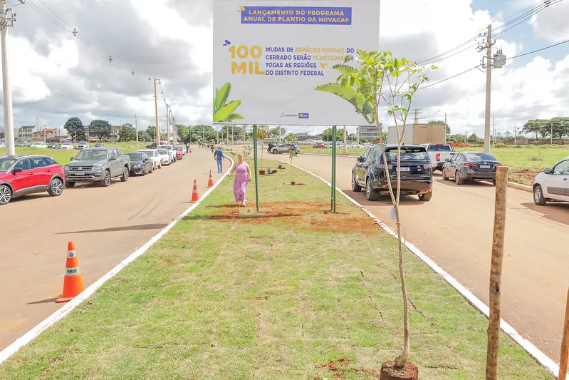 Programa de Arborização vai plantar 100 mil mudas nativas no DF