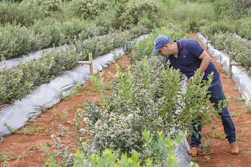 Produção de mirtilo impulsiona renda de agricultores do DF