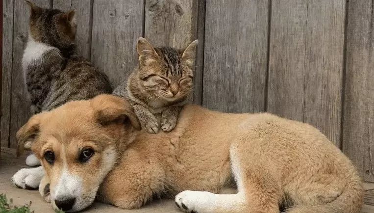 Em dois meses, quase 100 animais foram vítimas de maus-tratos no DF