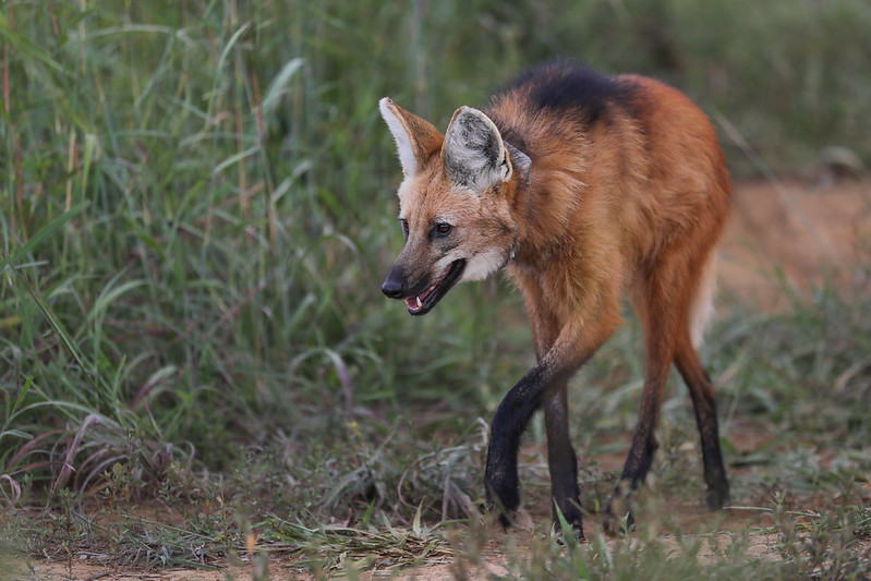 Mais de 1,5 mil animais silvestres já foram resgatados em estradas do DF