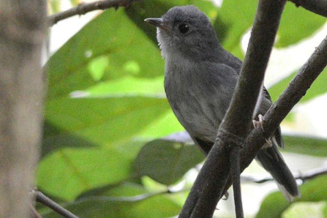 O candanguíssimo tapaculo-de-brasília está ameaçado de extinção