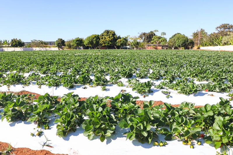 Crédito rural impulsiona a produção agrícola no Distrito Federal