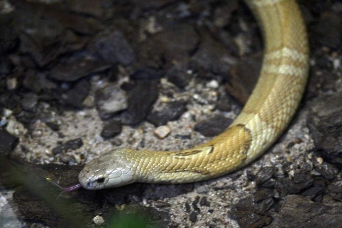 Novo antídoto para picadas de cobra naja é descoberto por cientistas