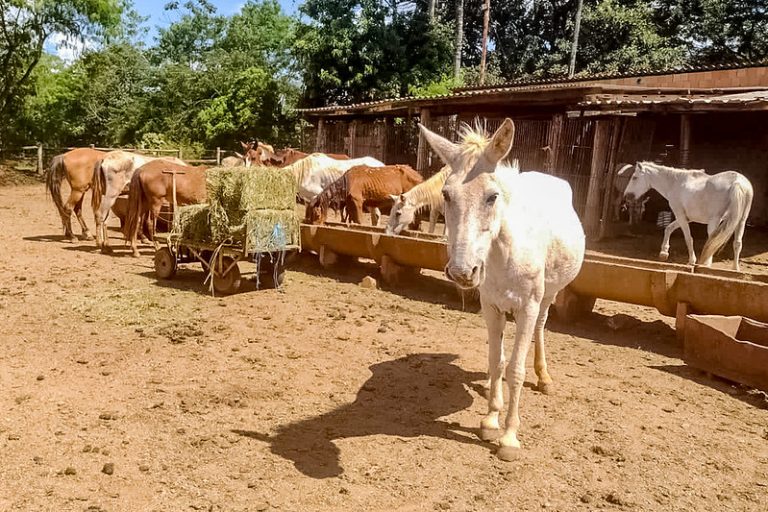 Projeto incentiva adoção responsável de bovinos e equinos resgatados nas vias do DF