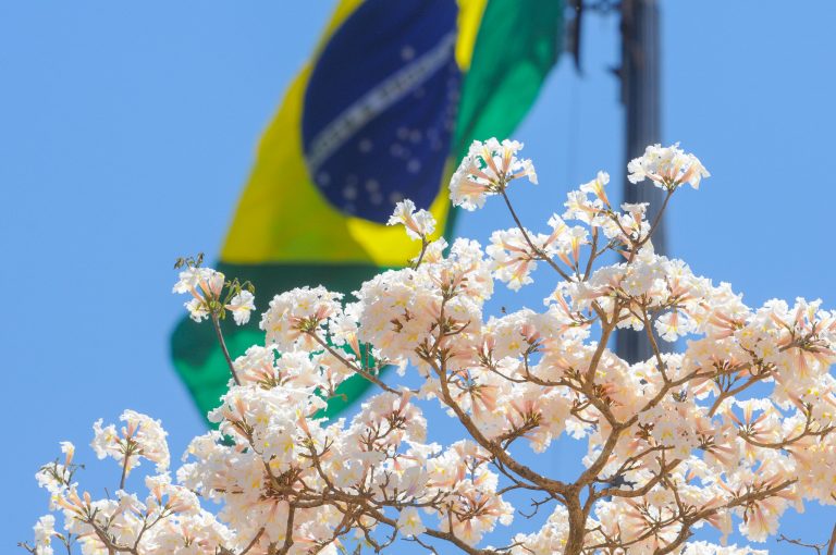 Floração simultânea de ipês embeleza as ruas do Distrito Federal