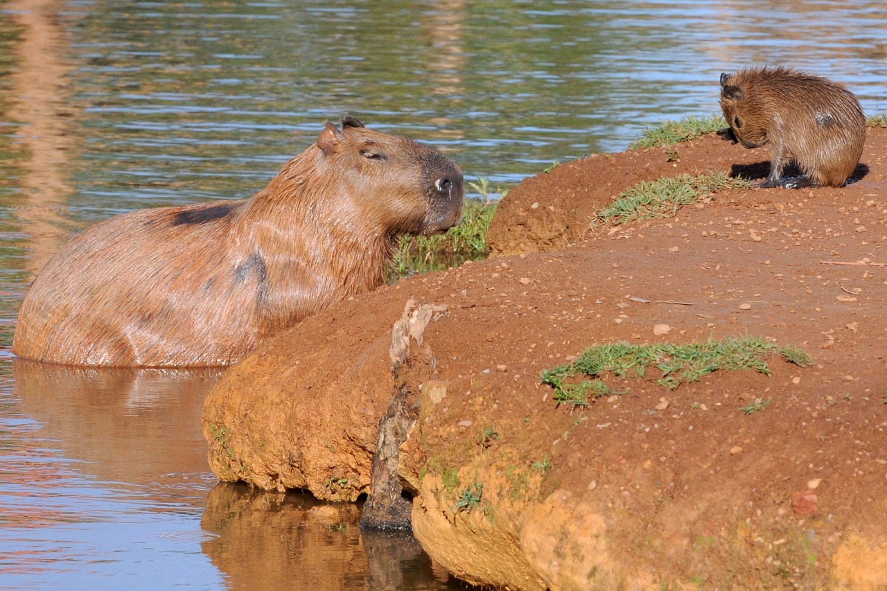 Homem é condenado por maus-tratos contra capivara em Vicente Pires