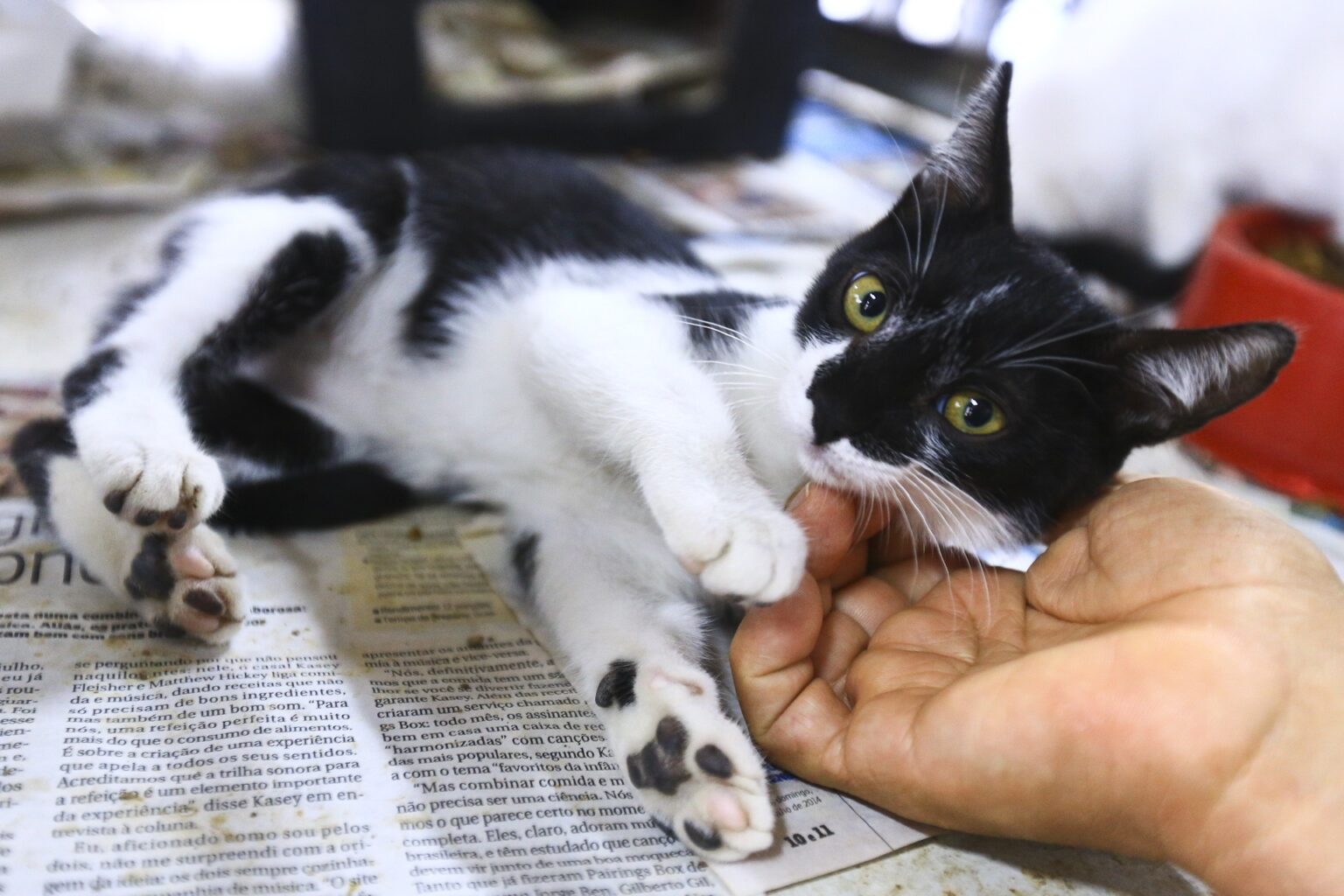 Zoonoses disponibiliza seis cães para adoção