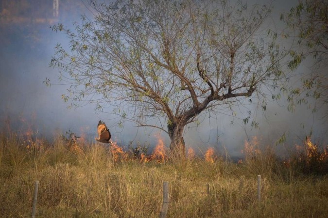 Incêndios criminosos avançam no Cerrado