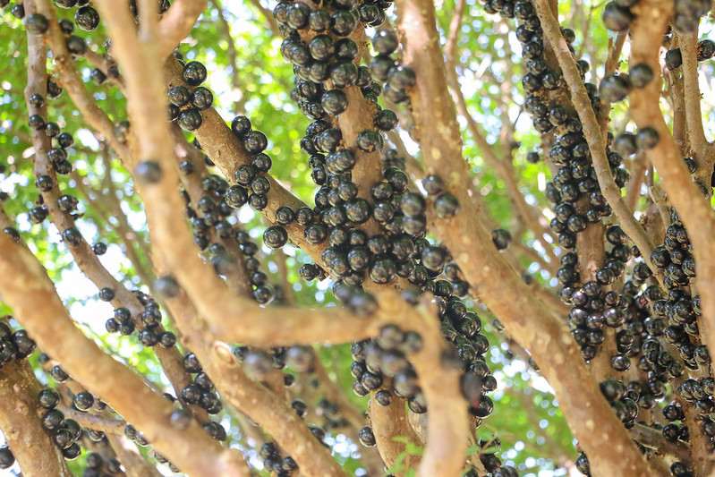 GDF impulsiona cultivo de jabuticaba no DF com suporte técnico a produtores rurais