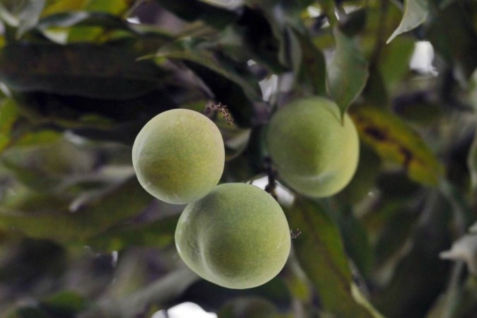 Pesquisa aponta alto valor nutricional nas cascas de frutas das árvores do DF