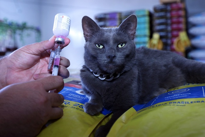 Zoonoses de Brasília é referência para receber animais com doenças transmissíveis aos humanos