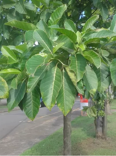 Imagem Segundaria do Produto