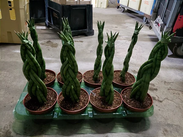 Imagem Segundaria do Produto