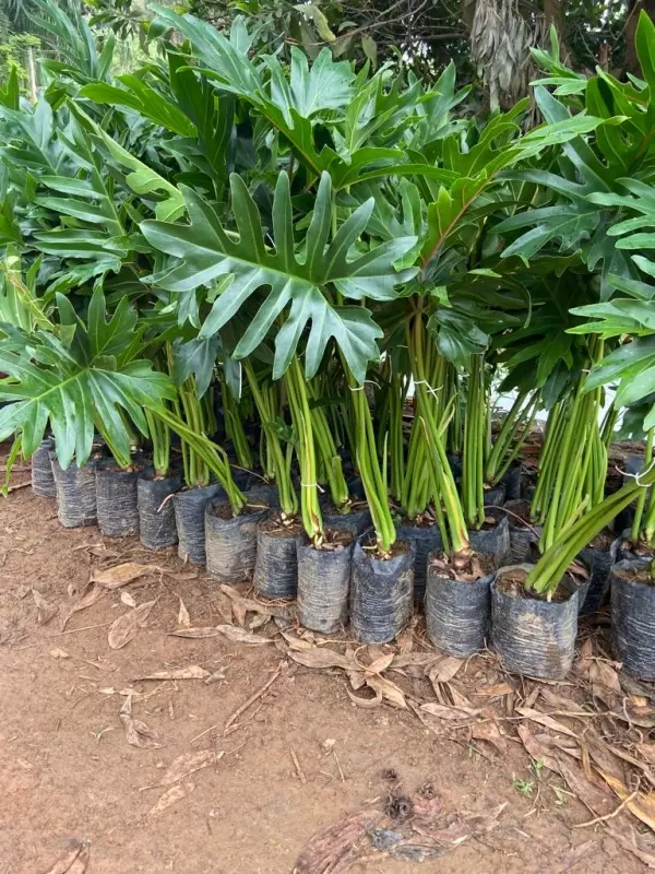 Imagem Segundaria do Produto