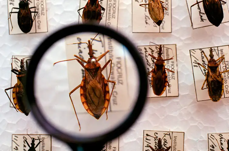 Projeto busca tratar doença de Chagas perto da casa dos pacientes para aumentar adesão ao tratamento e agiliza diagnóstico