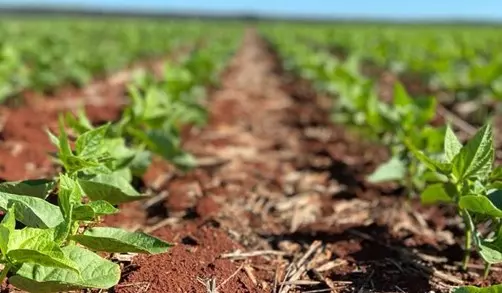 A cultura do feijão: guia do plantio a colheita