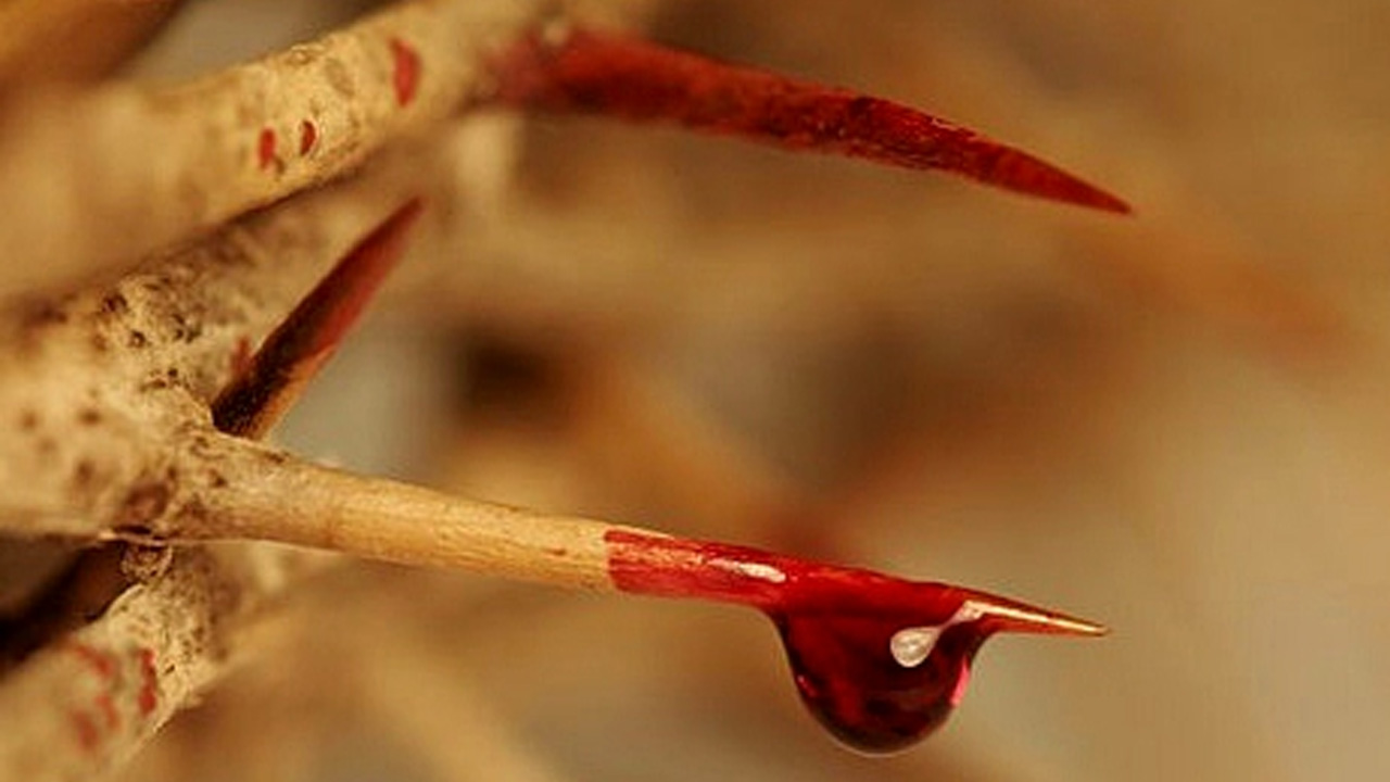 Preciosíssimo Sangue de Jesus, preço do nosso resgate