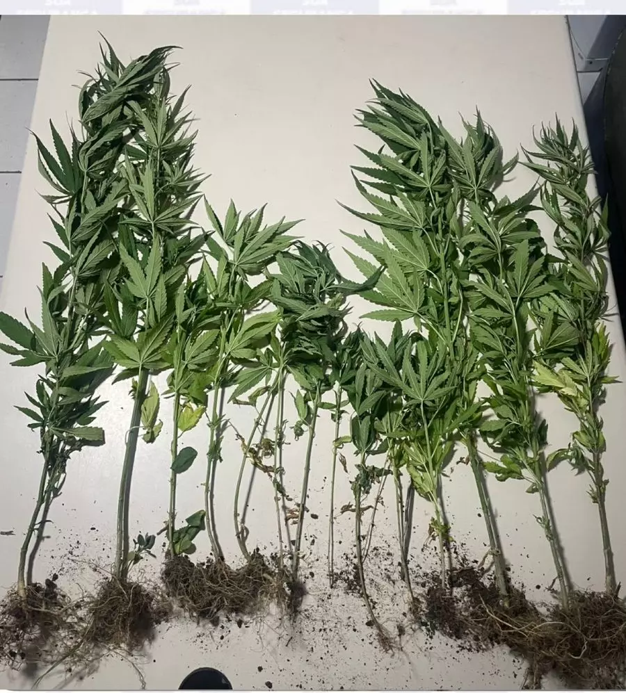 Policia localiza pequena plantação de maconha na zona rural de Bodocó