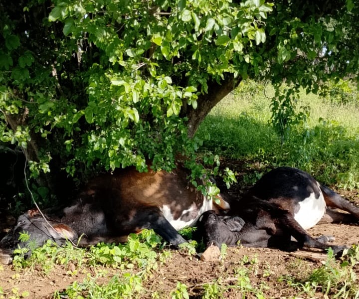 Raio atinge e mata dez animas na zona rural de Bodocó