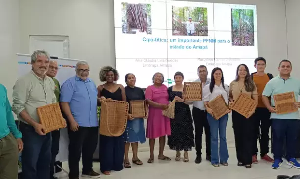 Governo do Amapá articula manejo sustentável do cipó-titica para comercialização nacional
