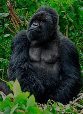 Ruanda