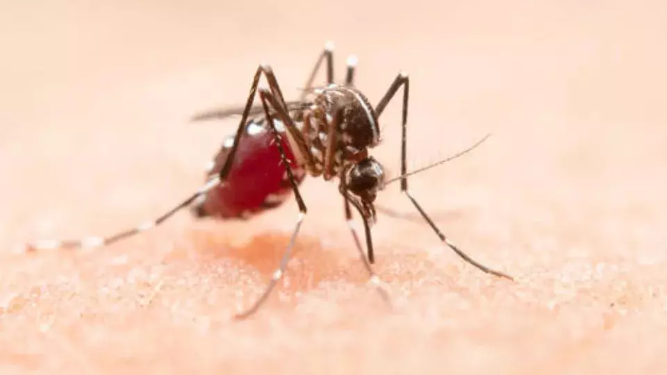 Decreto autoriza ações contínuas e abrangentes no combate a dengue em Pato Branco